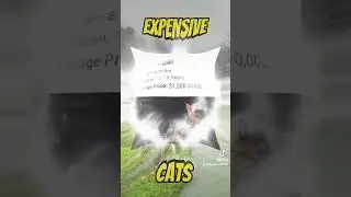 MOST EXPENSIVE CATS IN THE WORLD - OGSTV FACTS - OGSTV CHANNEL