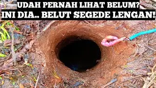 DILUAR NALAR MANUSIA! Bagaimana Mungkin Ada Belut Sawah Ukurannya Sebesar Ini besarnya selengan Bayi