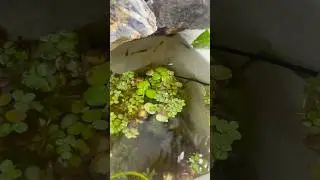 Mini balcony pond with waterfall #diy #patiopond #plantedaquarium #aquarium #nature #waterfeature