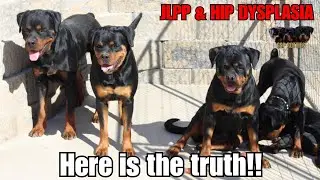 JLPP and Hip Dysplasia testing!! - Juvenile Laryngeal Paralysis and Polyneuropathy - OFA