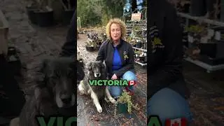 4 dog safe plants for your garden! 🐶🌿 Subscribe for more!