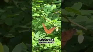 #butterfly #butterflies #butterflyvideo #butterflyshort #蝴蝶 #butterflylover #singapore