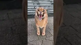 The Angry Bobcat 😡 Wild Animal Attitude 🔥 Real Sound of Bobcat 😾 Bobcat Voice 🐈 Big Cat🔥#attitude