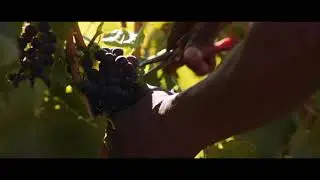 The 8 Elements of Oldenburg Vineyards