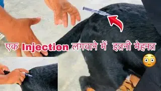 कुत्ते को इंजेक्शन क़ेसे लगाए || Dog ko avil injection kese lagaye || #kuldeep__panchli