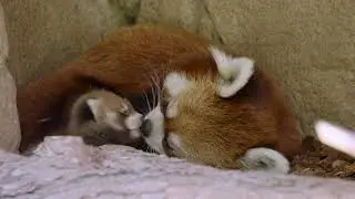 Birth of Endangered Red Panda Cub