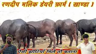 रणदीप मलिक स्पेशल धमाका💥,सारी झोटियाँ एक से बड़कर एक || Randeep Malik Dairy Farm khanda-:98171 31733