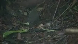 5 seconds of joy watching this Grallaria kaestneri | Tororoi de Cundinamarca | Cundinamarca Antpitta