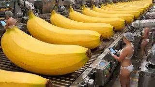 Inside a Modern Banana Chip Factory 2030: From Fresh Bananas to Crispy Fruit Chips (Full Process)