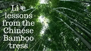 Life Lessons of The Chinese Bamboo Tree