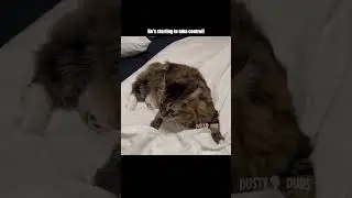 кот-одержимый 👹🙀🐎 (🎥: кажущийся абсурдным TikTok/IG), #шорты