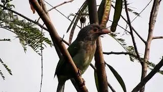 Brown Headed Barbet (Psilopogon Zeylanicus) - Delhi (India)