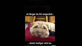 Lustige Tierfotos