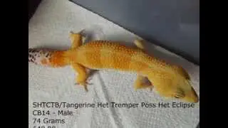 Tang/SHTCTB Het Tremper Poss Het Eclipse Leopard Gecko For Sale