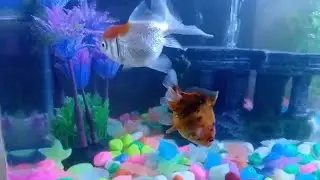 My fish #FancyGoldfish #GoldfishTypes #AquariumFish #GoldfishCare #ColorfulFish #AquariumHobby