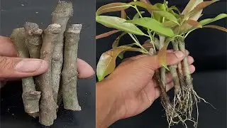 How to grow Java plum/ Black plum/ Jamun tree from cutting