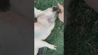Pig Vs Minecraft Sword