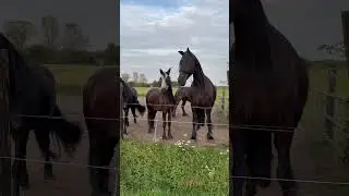 😍🤣 #dotje #ponyhof #ponys #ws