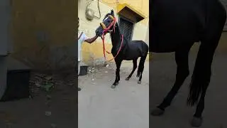 sell horse 🐎  ph.9019068056