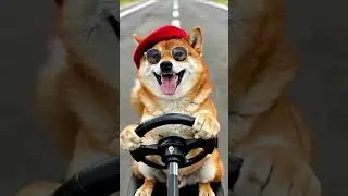Shiba l&aacute;i xe?! 😳  #cartoonshorts #cute
