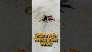 #sundarban #wildlife #nature #sundarban_honey #sundarban_guide #sundarban_advencher #Honey