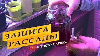 Защита рассады. Профилактика.