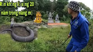 Wild Snake Hunting|Snake Hunt Adventure