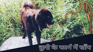 Dog farm me snake bhotia dog puppy available gaddi puppy Uttarakhand wale
