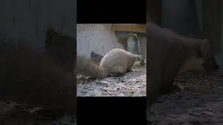 Funny Pine Marten Farting while Eating Peanuts (sound ON) 🤣💨