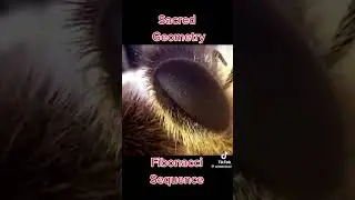 FORM IS SHAPE OV CONSCIOUSNESS  ✨#GodSource #divine #inspiration All IS #connection #SacredGeometry 