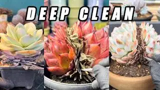 ASMR Succulent Cleanup 🌵 Satisfying Dry Leaf Peeling & Crunch Sounds (No Talking)