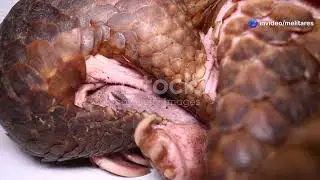 Saving Vietnam's Pangolins: Guardians of the Forest Floor #animal2024 #wildlife