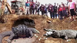 Drama Battle! Python and Crocodile Team Up to Defeat Big Lizard to Steal Eggs - What Happens Next?