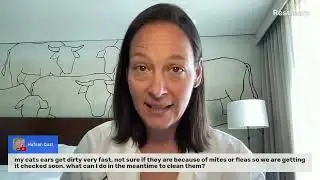 My cats ears get dirty very fast (A Vet Explains)