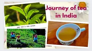 story of  tea in India| चाय भारत मे कैसे आयी| चाय की variety @VAMA CORNER