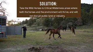 For 20 Years some people & nonprofit wild horse & burro Orgs have been telling advocates & donor...