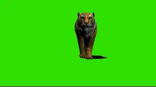 green screen harimau 4