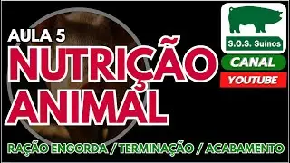 SUINOCULTURA: SOS SUINOS  - AULA 5 - NUTRIÇÃO ANIMAL - RAÇÃO ENGORDA / TERMINAÇÃO / ACABAMENTO