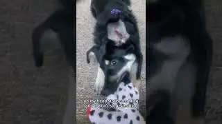 Cute dogg #cutdog #cute #gaming #dog #animals #puppy