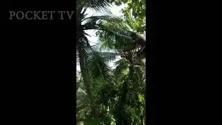 I  THIEF'S  ADVENTURE I  I POCKET TV I I VIRAL VEDIOS I