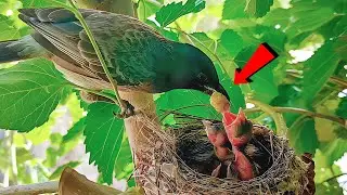 Red Vented Bulbul feeding sweet berry to her youngs!