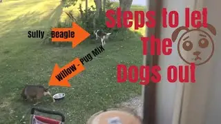 Steps to letting the Dogs out - Beagle and Pug Mix