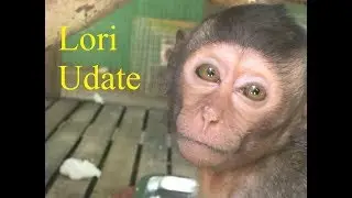 Poor Baby Lori Update, Lori Miss Jack & Her Team in The Wild