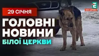 Собака атакував дітей у дворі | НОВИНИ 29.01