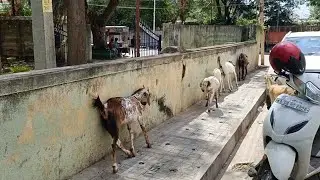 Goat creative mind #creative #nature #animals #goat #ideas #mindblowingfacts #creature #earth 