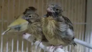cría de canarios timbrados para Principiantes: Saltan del nido en la última puesta 🐥🐤👍