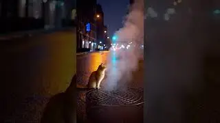 A White Jazz Cat Walking Along a Quiet Road at Night 🌙🐱🎷｜夜の静かな道を歩く白いジャズ猫