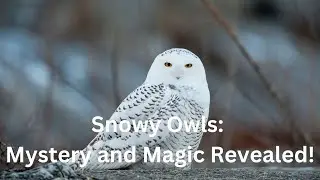 Snowy Owls: Mystery and Magic Revealed!