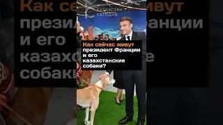 Как сейчас живут президент Франции и его казахстанские собаки? #макрон #тазы #собака #токаев #дар