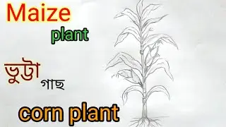 How to draw a maize plant easy/corn tree drawing step by step/ভুট্টা গাছ আকা#maize#corn#plant#ভুট্টা